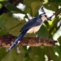 White-throated Magpie-Jay